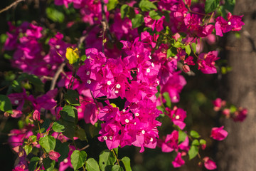 Beautiful pink flowers that grow on a tree.