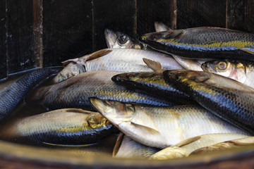 large wooden barrel filled with salted herring