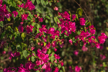 Beautiful pink flowers that grow on a tree.