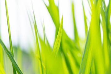 Closeup beautiful grass in the summer sun as abstract background