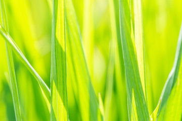 Closeup beautiful grass in the summer sun as abstract background