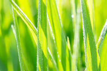 Closeup beautiful grass in dew drops in the summer sun as abstract background
