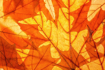 Autumn leaves on clearance. Studio photo, top view large. Colorful background texture banner. Close-up image