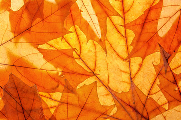 Autumn leaves on clearance. Studio photo, top view large. Colorful background texture banner. Close-up image