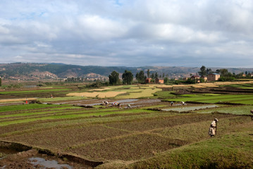 Fototapeta na wymiar culture , culture du riz, risiére, région Antsirabe, Madagascar