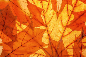 Autumn leaves on clearance. Studio photo, top view large. Colorful background texture banner. Close-up image