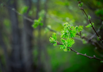 First green leaves on a tree branch in a spring forest. Natural background. Selective focus.