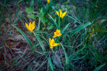 Beautiful fragile spring flowers – wild yellow tulips blooming on the meadow. Selective focus. 