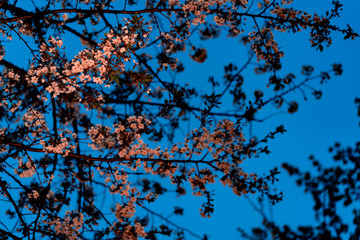 千鳥ヶ淵の夜桜ライトアップ