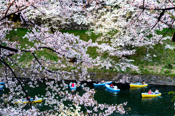 千鳥ヶ淵の桜とボート