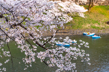 Obraz na płótnie Canvas 千鳥ヶ淵の桜とボート