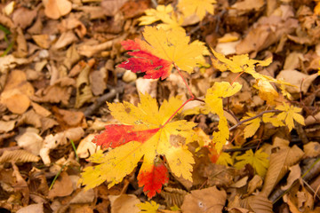 Colored maple leaves among the colorful autumn forest.