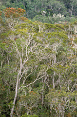 forêt primaire tropicale, Parc National Andasibé Mantadia, Madagascar