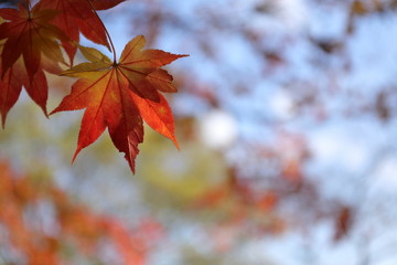 紅葉の風景