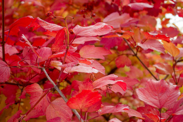 Red viburnum leaves. Autumn sunny day. October. Background.