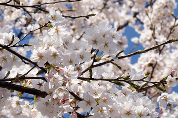 青空に咲く、満開の桜