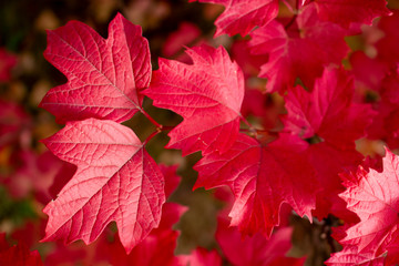 Red viburnum leaves. Autumn sunny day. October. Background.
