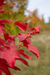 Red viburnum leaves with blurred background. Autumn sunny day. October.