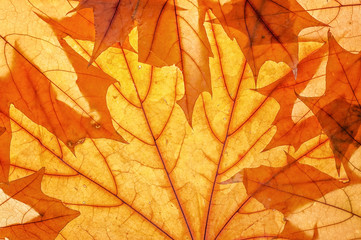 Autumn leaves on clearance. Studio photo, top view large. Colorful background texture banner. Close-up image