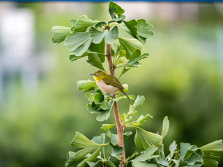 Japanese warbling white-eye in a ginkgo tree 1