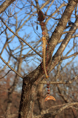 Shaman amulet made of fish skeleton, fishing hook and natural materials.