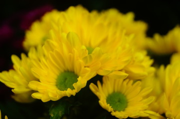 Chrysanthemum