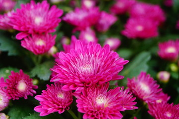 Chrysanthemum