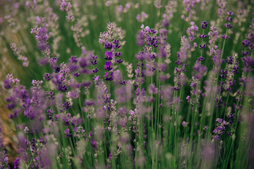 Fototapeta premium large lavender flowers in a lavender field