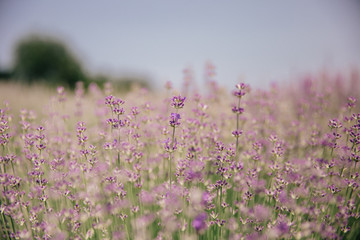 large lavender flowers in a lavender field