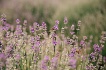 large lavender flowers in a lavender field