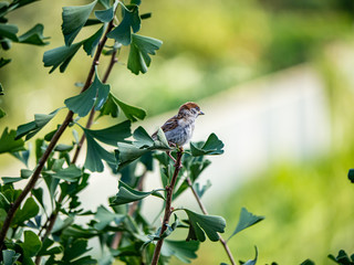 Eurasian tree sparrow passer montanus in ginkgo tree 10