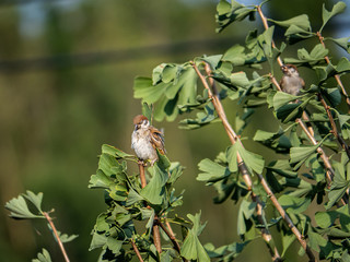 Eurasian tree sparrow passer montanus in ginkgo tree 12