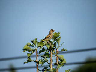 oriental greenfinch in ginko treetop 3
