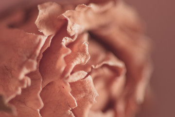 Close up of rose petals in soft light