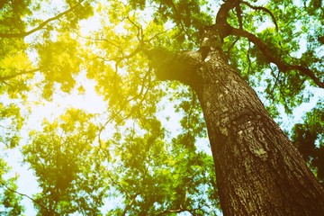 Bottom View of Big Tree Background with Light Leak.
