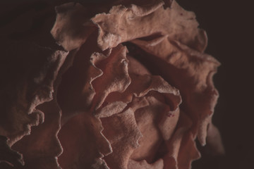 Close up of rose petals in soft light