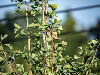 Eurasian tree sparrow passer montanus in ginkgo tree 27