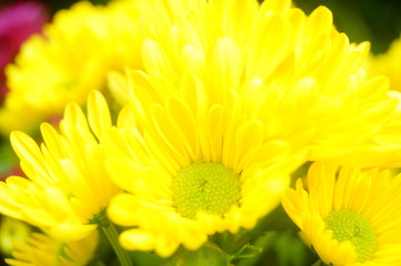 Chrysanthemum