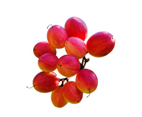 bunch of red radish isolated on white