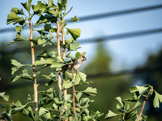 Eurasian tree sparrow passer montanus in ginkgo tree 29