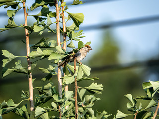Eurasian tree sparrow passer montanus in ginkgo tree 31