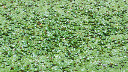 Obraz na płótnie Canvas Texture of green leaves in a pond, Azores