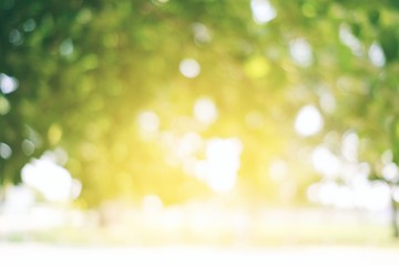 Fototapeta premium Abstract Nature Bokeh Background with Light Leak from the Top.