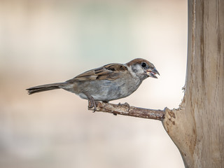 eurasian tree sparrow perched on a wood bird feeder 3