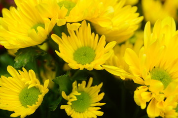 Chrysanthemum