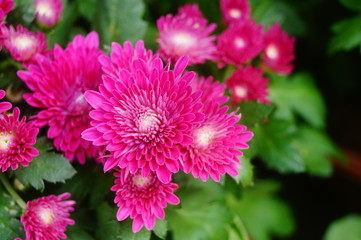 Obraz premium Chrysanthemum