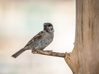 eurasian tree sparrow perched on a wood bird feeder 9