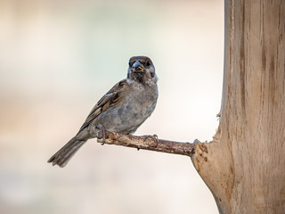 eurasian tree sparrow perched on a wood bird feeder 10