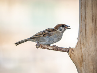 eurasian tree sparrow perched on a wood bird feeder 11