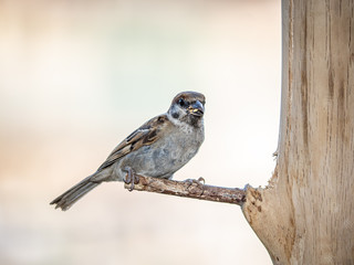 eurasian tree sparrow perched on a wood bird feeder 12